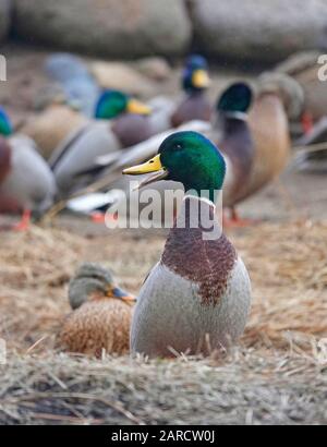 Eine wilde, drake-mallard-Ente quackt sanft, während sie in einer Sammlung anderer Mallards sitzt, auf einem Hügel über dem Deschutes River in Bend, Oregon. Stockfoto