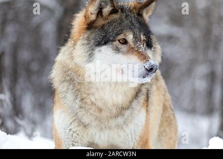 Nahaufnahme eines prächtigen und fokussierten Wolfes im kalten Winter Stockfoto