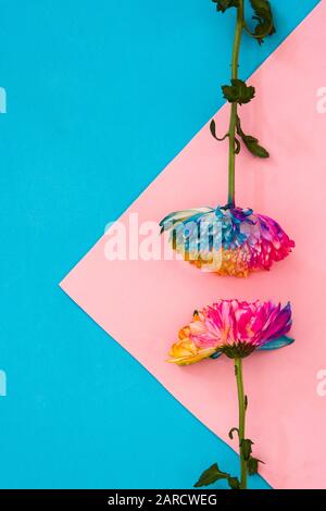 Bunte Chrysanthemumblume auf pinkfarbenem und blauem Hintergrund. Kopierbereich Stockfoto