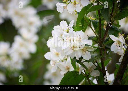 Jasminblüte (Jasminum) Stockfoto