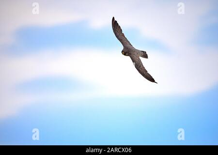 Peregrine Falke im Flug (Falco peregrinus) Stockfoto