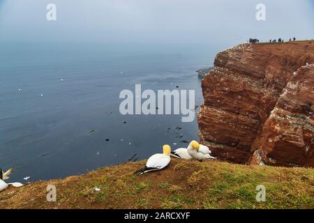 Kolonie der nördlichen Garnet auf dem roten Felsen - Insel Helgoland Stockfoto