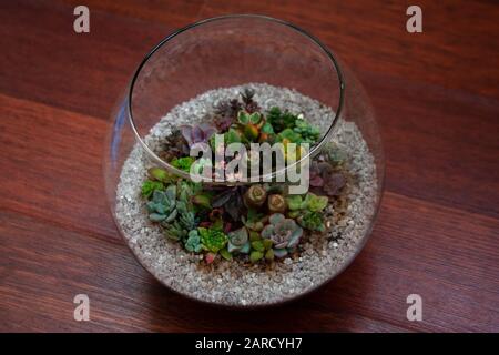 Bunte Sukkulente Feengarten im Glaskugel-Terrarium auf braunem Holzhintergrund Stockfoto