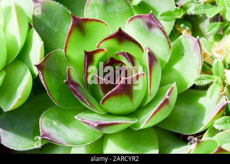 Makro aus einer grünen, rosafarbenen, geometrischen Pflanze im Sommer Stockfoto