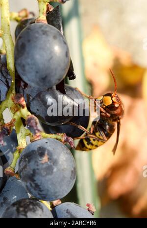 Gelbes Hornet, das im Herbst reife Trauben isst Stockfoto