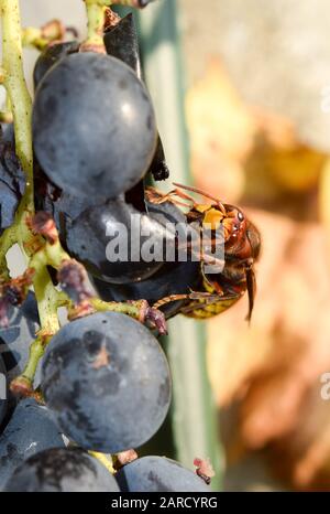 Gelbes Hornet, das im Herbst reife Trauben isst Stockfoto