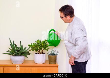 Aktive Senioren-Bewässerungsanlage In blumenfreundlichen Töpfen im heimischen Garten. Innengarten. Hausanlagen in Blumentöpfen im Gartenzimmer. Stockfoto