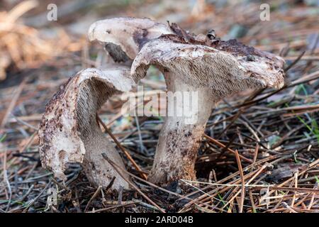 Sarcodon imbricatus wächst im Herbst auf dem Boden eines Kiefernwaldes Stockfoto