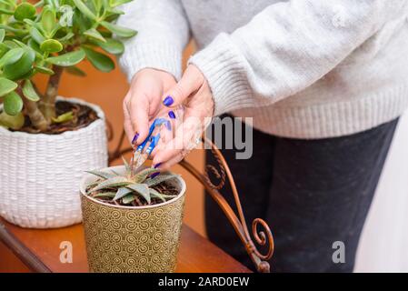 Gartenarbeit im Haus. Nahaufnahme der Hände eines Gärtners, der eine Anlage trimmt. Hausanlagen in Blumentöpfen im Gartenzimmer, innen. Stockfoto