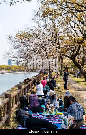 Japan, Kirschblüten im Osaka Castle Park. Überfüllte Szene von Menschen in Gruppen mit Partys unter den Kirschblüten. Stockfoto