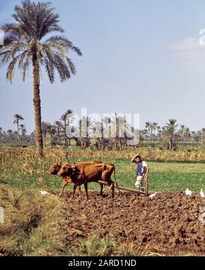 DER ANONYME MAN-BAUER AUS DEN 1980ER JAHREN PFLÜGT EIN FELD MIT EINEM ANTIQUIERTEN PRIMITIVEN HOLZPFLUG, DER VON EINEM PAAR VERJUBELTER TIERE IN ÄGYPTEN GEZOGEN WIRD - KR36190 PHT001 HARS IN BERUFEN, BEI DENEN DAS ANTIQUIERTE ANONYME MITTLERE ERWACHSENE MAN PRIMITIVE SURVIVAL NORDAFRIKA ALTMODISCH VERWENDET WIRD Stockfoto