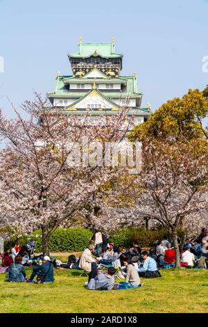 Frühlingskirschblüten im Nishinomaru Garden, Schloss Osaka. Menschen, die Partys unter Kirschblüten haben, mit dem immer wieder aufragenden Baumbestand. Stockfoto