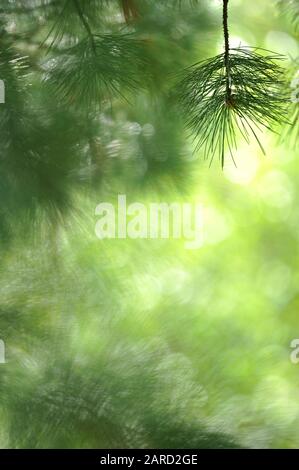 Nadeln der Schweizer Kiefer (Pinus cembra) vor unschärfem Hintergrund. Stockfoto