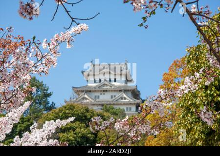 Beliebte Touristenattraktion, außerhalb des Blickpunkts die Burg Himeji, sehen Sie sich durch die umliegenden Kirschblüten im Frühling vor dem Hintergrund des klaren blauen Himmels. Stockfoto