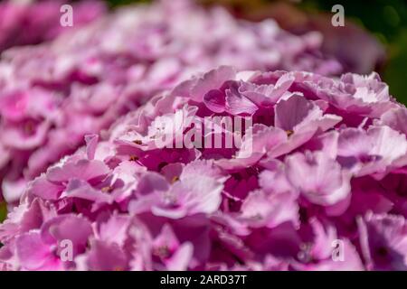 Nahaufnahme von violetten, magentafarbenen Hydrangea-Blumen Stockfoto