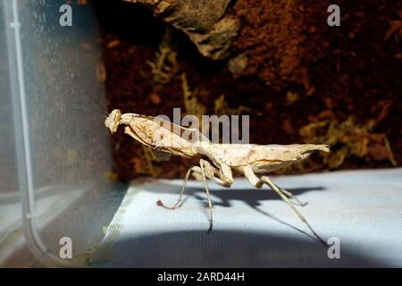 "DEAD LEAF MANTIS", DIE DEN LOOK GIBT! (DEROPLATYS LOBATA) Stockfoto