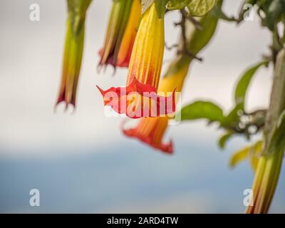 Rote Engelstrompete (Brugmansia sanguinea) Blumen, Blumen in Form langer Glocken. Offizieller Name: Batura, Stramonium. Vulkanengel Trumpet (Brugmans Stockfoto