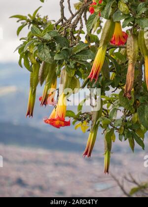 Rote Engelstrompete (Brugmansia sanguinea) Blumen, Blumen in Form langer Glocken. Offizieller Name: Batura, Stramonium. Vulkanengel Trumpet (Brugmans Stockfoto