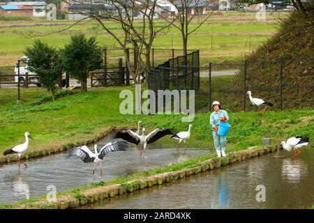 Hyogo Park der Wiedereinführung des orientalischen Weißstorchs (Konotori) in Toyooka Stockfoto