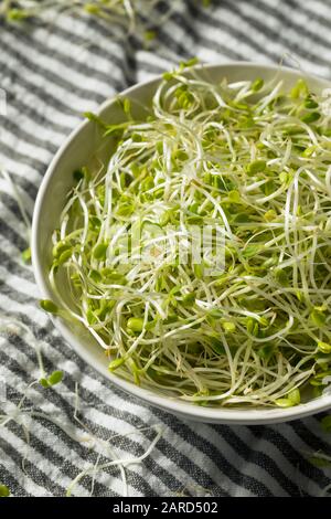 Roher grüner organischer Kleber Sprießt Mycrogreens bereit zum Essen Stockfoto