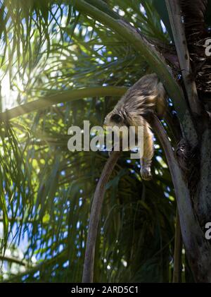 Tiere wie Menschen - junger goldener heulender Affe, der sich in der Palme entspannt Stockfoto
