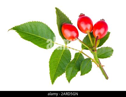 Dornige Bräunchenperücke, rote Rosehips und grüne Blätter. Rosa Canina. Süße reife Rosen-Hüften auf frischer kleiner Ast. Stachelige Dornen auf wildem Bräuchen. Natürliche Früchte. Stockfoto