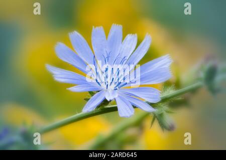 Gemeine Zichorienblume mit gelblichem, verschwommenem Hintergrund Stockfoto