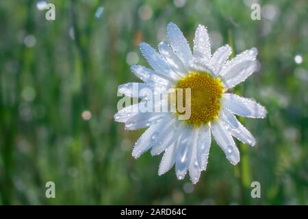 Oxeye Daisy in Morgentau mit grünem Hintergrund Stockfoto