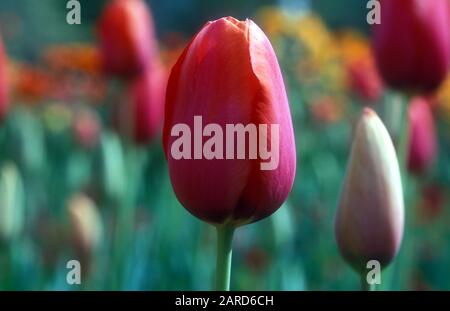 NAHAUFNAHME EINER ROSA TULIPA (TULIPA) MIT WEISSEN UND ROSA TULPEN IM HINTERGRUND. AUSTRALIEN. Stockfoto