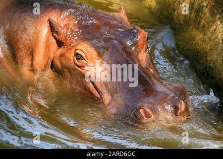 Hippopotamus, (Hippopotamus amphibius), Kopf direkt über Wasser, das große Augen und Haare auf Nasenlöchern zeigt Stockfoto
