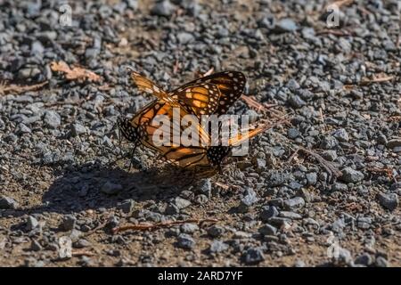 Ein Paar Monarch-Schmetterlinge, Danaus Plexippus, die auf dem Pismo Beach Monarch Butterfly Grove auf Umwerbung eingriffen, später hob das Männchen auf und flog AW Stockfoto