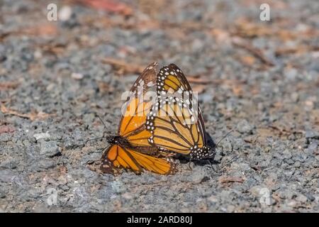 Ein Paar Monarch-Schmetterlinge, Danaus Plexippus, die auf dem Pismo Beach Monarch Butterfly Grove auf Umwerbung eingriffen, später hob das Männchen auf und flog AW Stockfoto