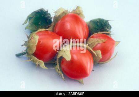 ESSBARE FRÜCHTE DES KLEBRIGEN NACHTSCHATTENGRÄUELBEINS (SOLANUM SISYMBRIIFOLIUM) ROT AN DER AUSSENSEITE UND GELB INNEN, DAS INNERHALB EINER STACHELIGEN GRÜNEN SCHALE WÄCHST. Stockfoto