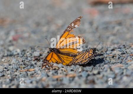 Ein Paar Monarch-Schmetterlinge, Danaus Plexippus, die auf dem Pismo Beach Monarch Butterfly Grove auf Umwerbung eingriffen, später hob das Männchen auf und flog AW Stockfoto