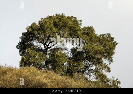 Coast Live Oak, Quercus agrifolia, alias California Live Oak, in Cerro Alto Campground, Los Padres National Forest, Kalifornien, USA Stockfoto