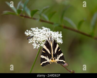 Jersey Tiger Moth (Euplagia quadrastripunctaria) Stockfoto