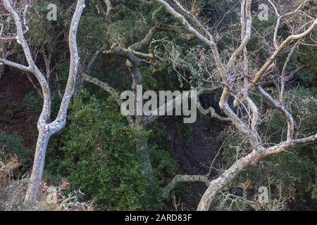California Sycamores, Platanus racemosa, alias Western Sycamore, Bäume, die Farben und Muster in der Rinde zeigen, in Cerro Alto Campground, Los Padres Nat Stockfoto