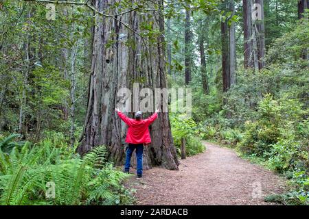 Ältere männliche, hochgezogene Arme, die mit Dem Alten Redwood-Baum 'Sequoia simpervirens', Western Sword Ferns 'Polystichum munitum', Waldpfad kommunizieren. . Stockfoto