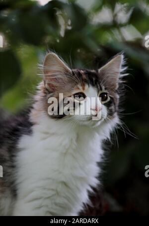 Ein Porträt eines vier Monate alten norwegischen Waldkatzenweibchens Stockfoto