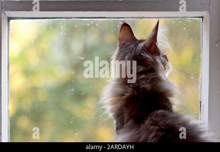 Ein kleines norwegisches Waldkätzchen sitzt an einem schmutzigen Fenster in einer Rückansicht mit Blick nach draußen Stockfoto
