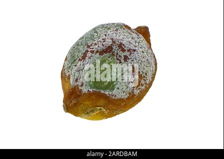 Ein überreifes Lemon, das von grünem Penicillin-Schimmel verzehrt wird. Isoliert auf weißem Hintergrund. Stockfoto