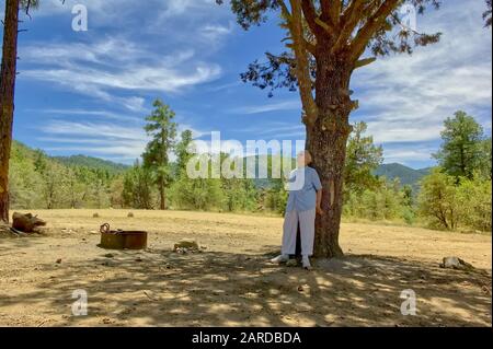 Eine Ältere Frau, die sich an einen alten Kiefernbaum im Prescott National Forest in Arizona lehnt und nach oben in die Baumzweige blickt. Stockfoto