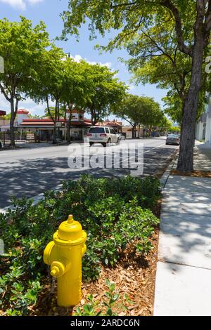 Baum säumte die 8th Street in Little Havanna, Miami, Florida, Vereinigte Staaten von Amerika, Nordamerika Stockfoto