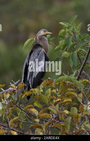 Herbstgefiederung und schlangenähnlicher Hals von Anhinga in Wakodahatchee Wetlands nahe Delray Beach in Florida sichtbar. Stockfoto