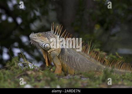 Green Iguana sind ein dramatischer Anblick, vor allem in der Balz- und Brutschau, in Florida. Sie sind eine nicht heimische, invasive Art. Stockfoto