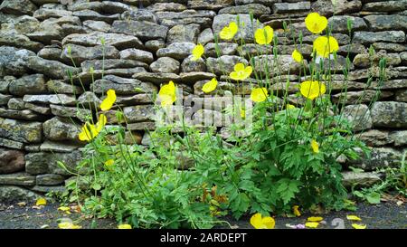 Blühende gelbe walisische Mohn gegen graue Steinmauer in einem englischen Cottage-Garten. Stockfoto