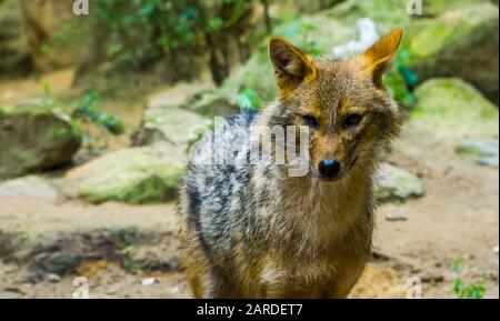 Goldener Schakal in Nahaufnahme, Wildhundespezialitäten aus Eurasien Stockfoto