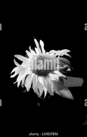 Einzelne raggedige Sonnenblume in Schwarz-Weiß-Schwarzweiß. Stockfoto