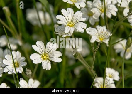 Schöne weiße Feldkicherween-Blumen, selektiver Fokus - Cerastium arvense Stockfoto
