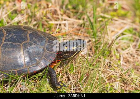 Head Deatails of an Eastern Painted Turtle im Chincoteague National Wildlife Refuge in Virginia Stockfoto